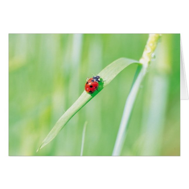 Ladybug in the Grass (Front Horizontal)