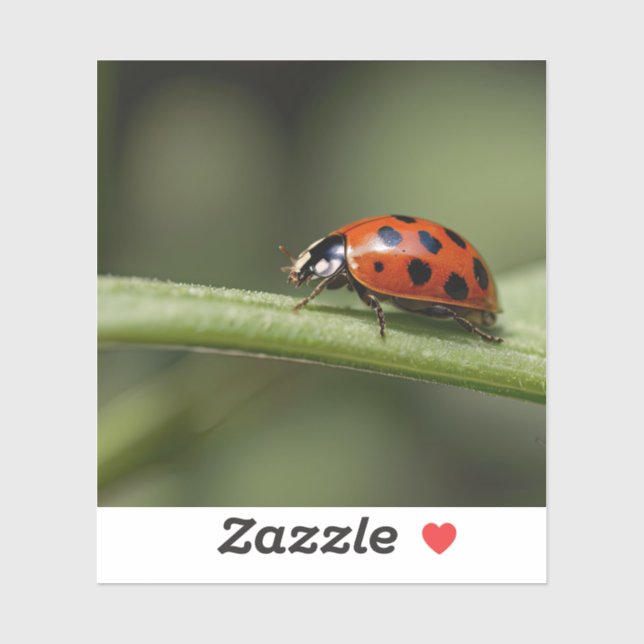 Ladybug Insect (Sheet)