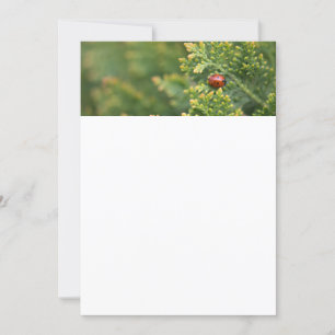 Ladybug Invitation