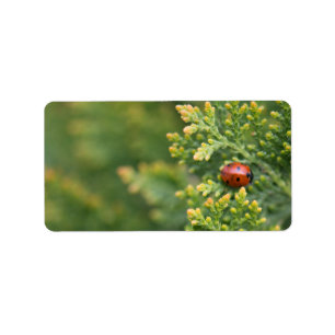 Ladybug Label