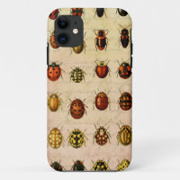 Ladybug Ladybird Beetle Insect Bug