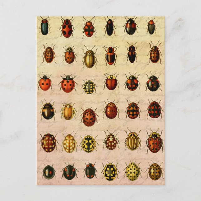 Ladybug Ladybird Beetle Insect Bug Postcard (Front)