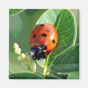 Ladybug Ladybug Magnet