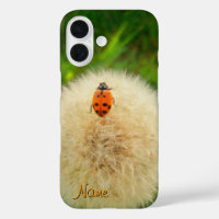 Ladybug looking dandy
