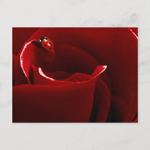 Ladybug Love Postcard