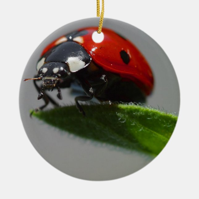 Ladybug Lovers Art Ceramic Tree Decoration (Front)