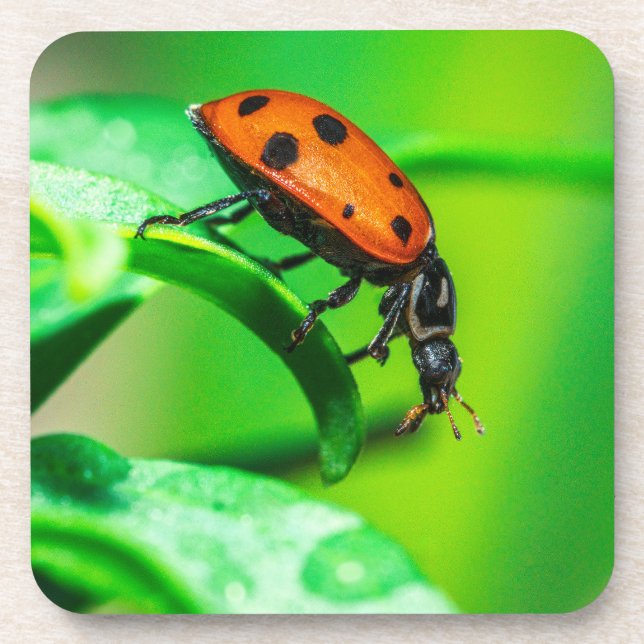 Ladybug Macro Coaster | Nature Drinkware Accent (Front)