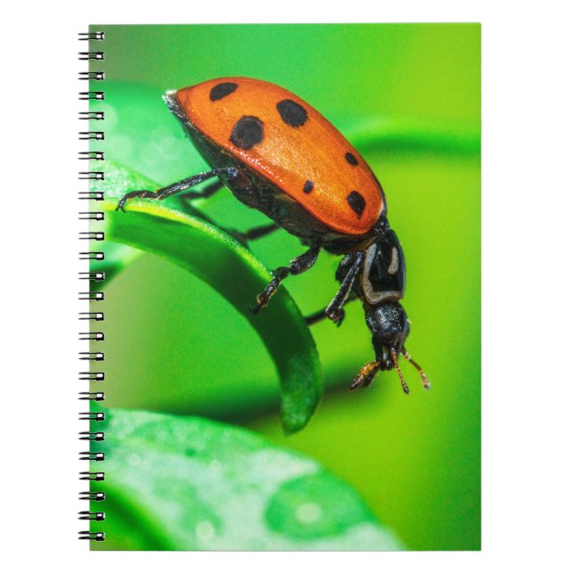 Ladybug Macro Spiral Notebook Nature Art Journal (Front)