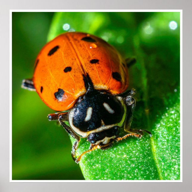 Ladybug Macro Wall Art | Vibrant Nature Print (Front)