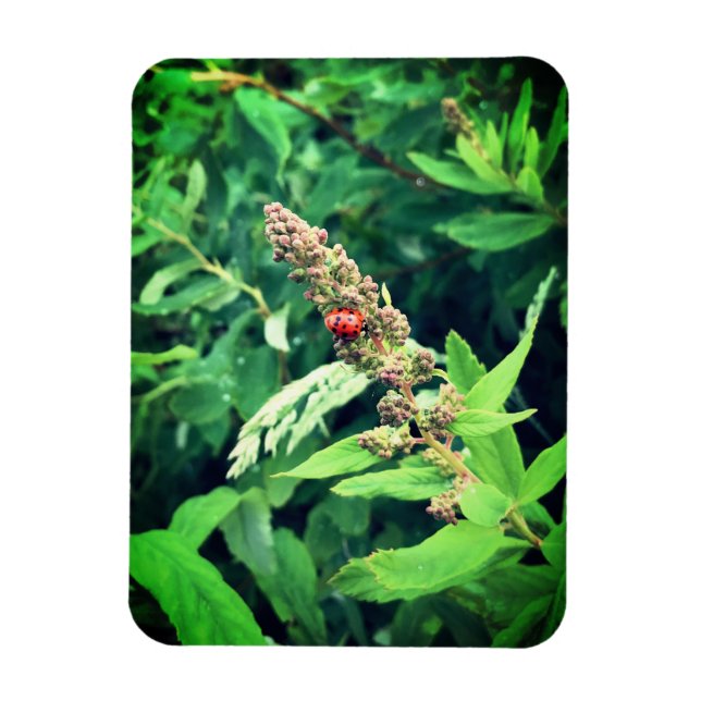 Ladybug Magnet (Vertical)