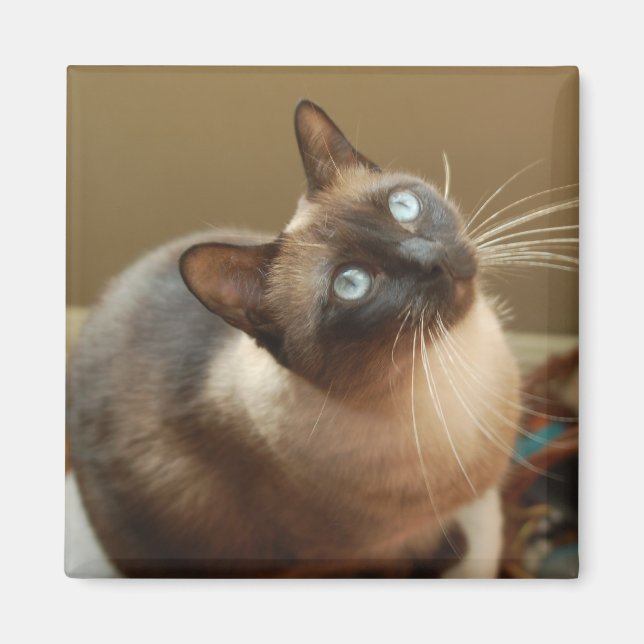 Ladybug Magnet (Front)