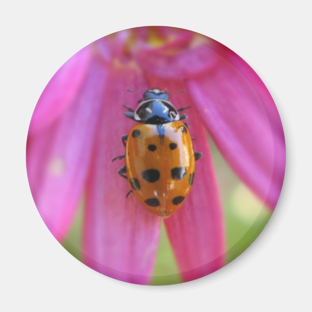 Ladybug Magnet (Front)