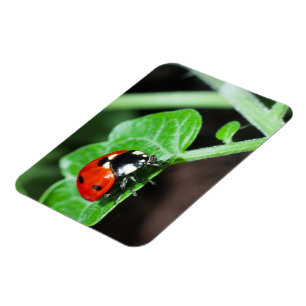 Ladybug Magnet