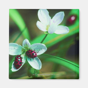 Ladybug Magnet