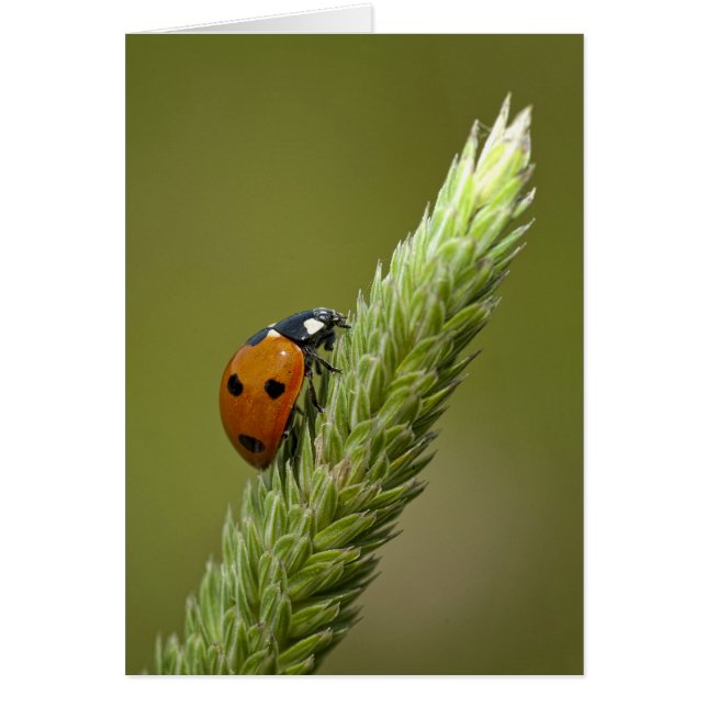 Ladybug Messenger (Front)