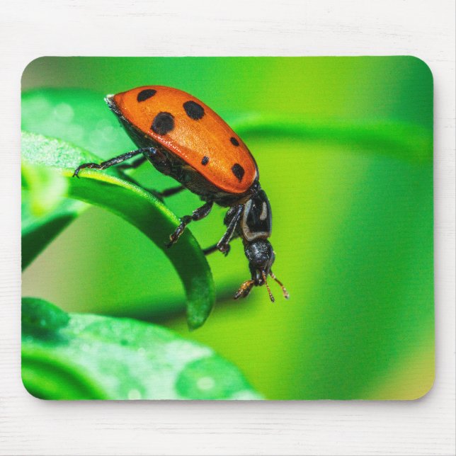 Ladybug Mouse Pad | Nature Desk Setup (Front)