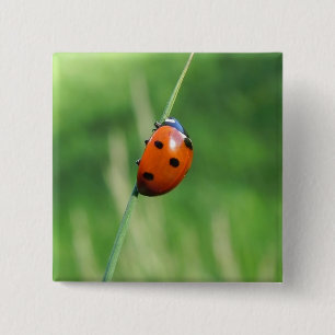 Ladybug on a blade of grass Button