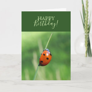 Ladybug on a blade of grass card