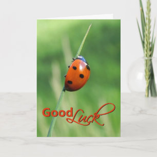 Ladybug on a blade of grass - Good luck Card