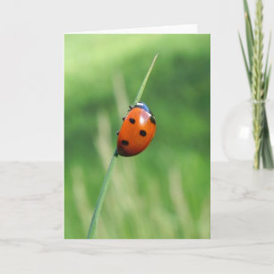 Ladybug on a blade of grass Greeting Card