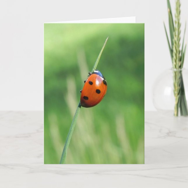 Ladybug on a blade of grass Greeting Card (Front)