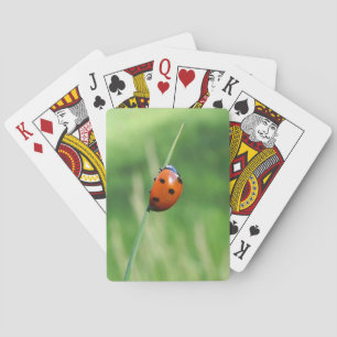 Ladybug on a blade of grass Playing Cards