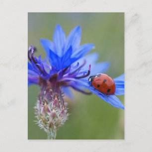Ladybug on a blue cornflower postcard