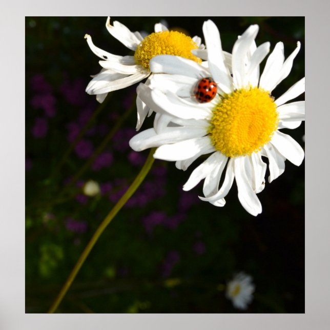 Ladybug on a Daisy Poster (Front)