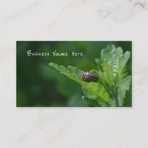 Ladybug on a Rose Of Sharon Floral Beetle Business Card