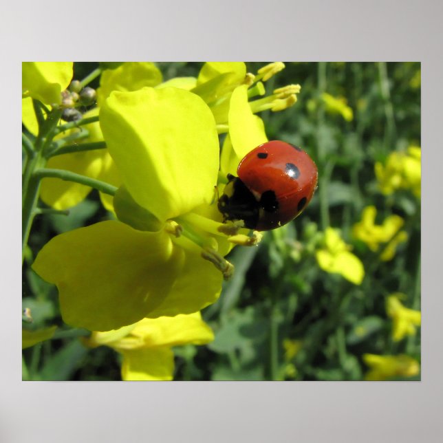 Ladybug on a Yellow Flower Poster (Front)