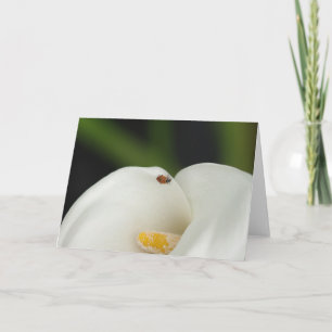 Ladybug on Calla Lily Greeting Card