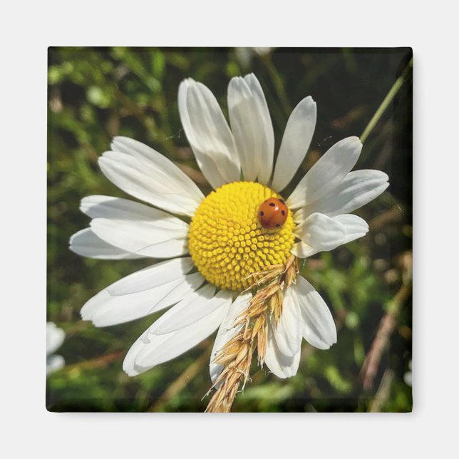 Ladybug on Daisy Magnet (Front)