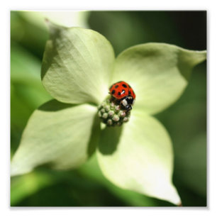 Ladybug On Dogwood Flower 10x8 Nature Photo Print