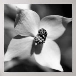 Ladybug On Dogwood Flower Black And White Poster