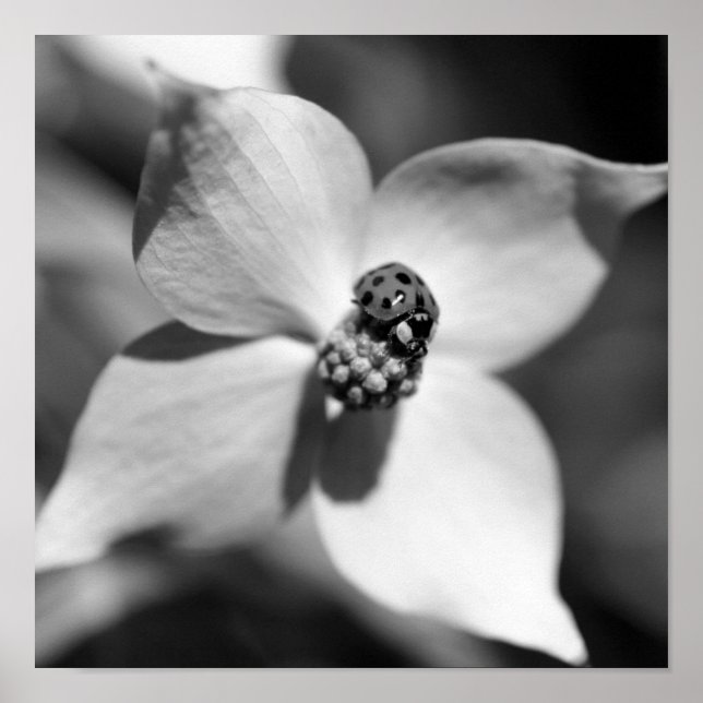 Ladybug On Dogwood Flower Black And White  Poster (Front)
