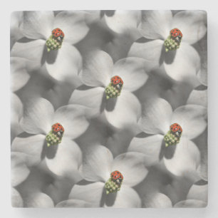 Ladybug On Dogwood Flower Nature Art Pattern Stone Coaster