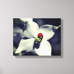 Ladybug On Dogwood Flower Partial Colour Canvas Print