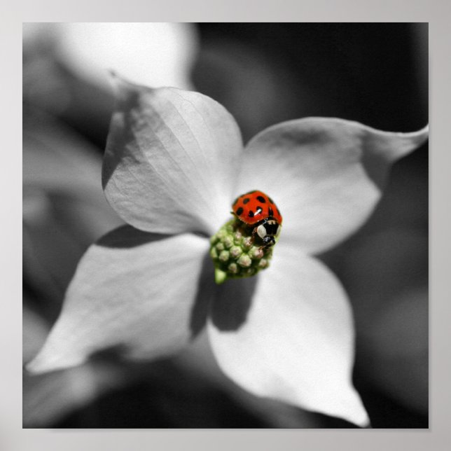 Ladybug On Dogwood Flower Partial Colour Poster (Front)