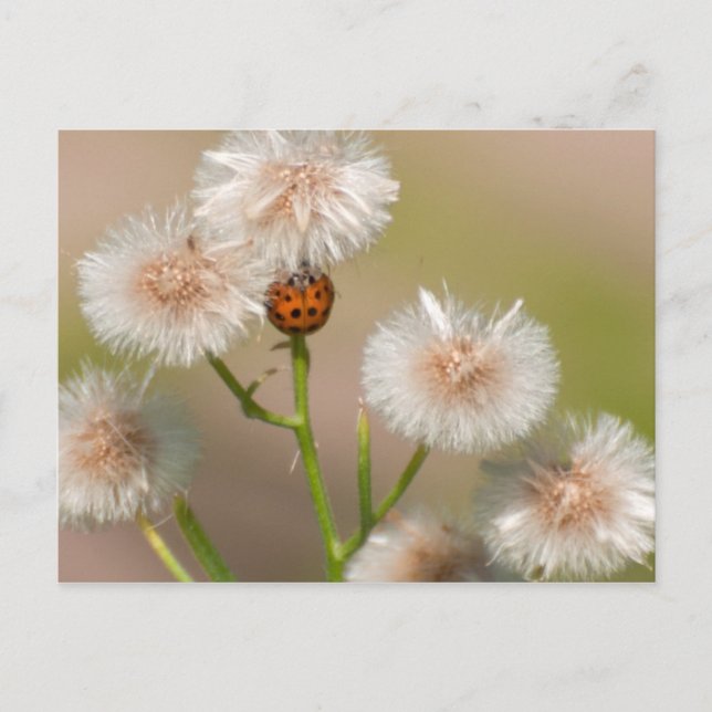 Ladybug on Dried Asters Postcard (Front)