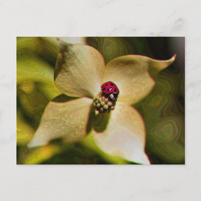 Ladybug On Flower Digital Art Photo Postcard (Front)