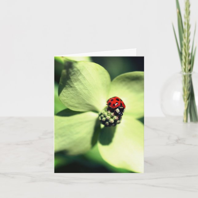Ladybug On Flower Nature Note Card (Front)