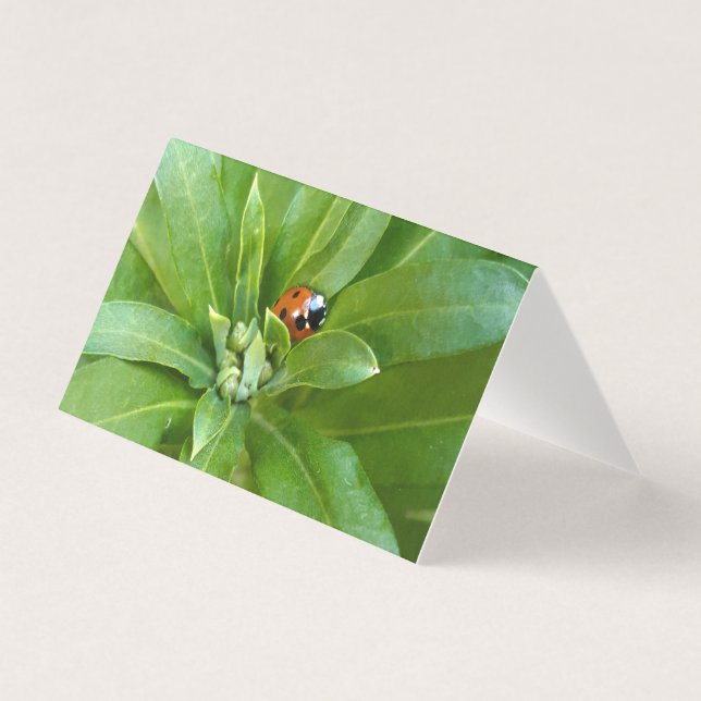 Ladybug on Flowers (Front)