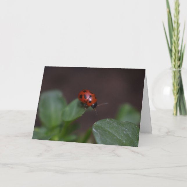 Ladybug on Flowers Card (Front)