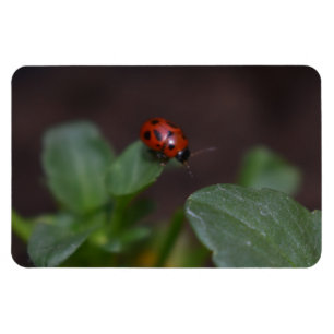 Ladybug on Flowers Magnet