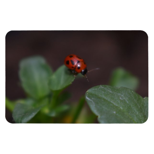 Ladybug on Flowers Magnet (Horizontal)