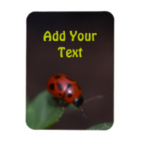 Ladybug on Flowers