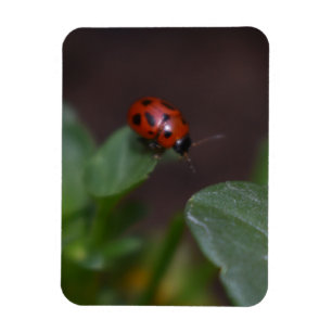 Ladybug on Flowers Magnet