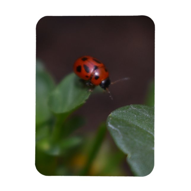 Ladybug on Flowers Magnet (Vertical)