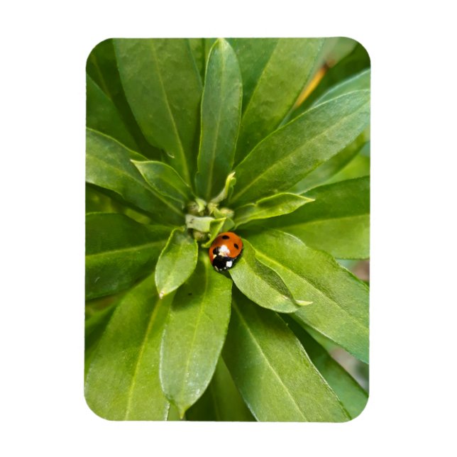 Ladybug on Flowers Magnet (Vertical)