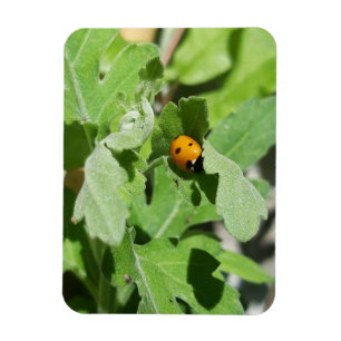 Ladybug on Flowers Magnet